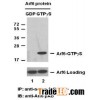 Anti-Active Arf6 Mouse Monoclonal Antibody