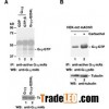 Anti-Active Ga i Mouse Monoclonal Antibody