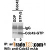 Anti-Active Cdc42 Mouse Monoclonal Antibody