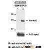 Anti-active Arl3 Mouse Monoclonal Antibody
