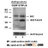 Anti-active Arl1 Mouse Monoclonal Antibody