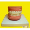 Tooth anatomical model ,tooth model