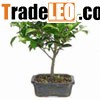 bonsai