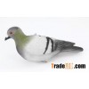 Painted full body pigeon decoys