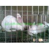 Stainless Steel Welded Mesh Cage