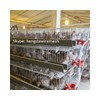 quail cage