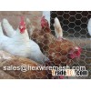 Chicken Wire
