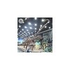 Museum Quality Life Size Dinosaur Skeleton Fossil