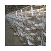 Pigeon cage