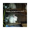 rabbit cage
