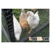 hexagonal wire mesh chicken wire mesh