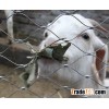 stainless steel rope zoo mesh