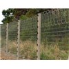 Razor Wire