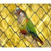 Chain Link Fence