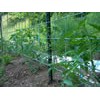 Plastic Trellis