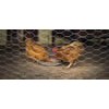 Stainless Steel Chicken Wire