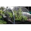 Chicken Wire