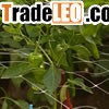 String Trellis