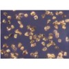 Cubic Boron Nitrite micro-powder