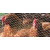 PVC Coated Chicken Wire