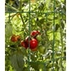 Tomato Spirals