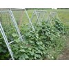 Cattle Panel Trellis
