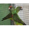 Aviary Mesh for Medium Birds