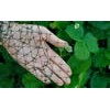 Oriented Plastic Mesh