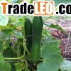Chicken Wire Trellis
