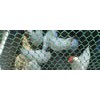 Extruded Plastic Mesh
