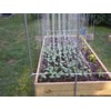 Tomato Trellis
