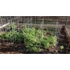 Tomato Ladders