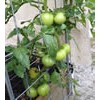 Triangular Tomato Cages