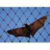 Bat Netting