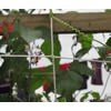 Trellis Netting