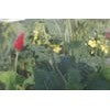 Butterfly Protection Netting