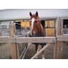 Welded Livestock Panels