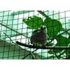 Light Welded Wire Mesh