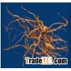 drift wood