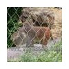 Monkey enclosure mesh