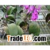 seedbed wire mesh
