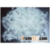 Goose feather