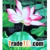 SILK,LINEN,COTTON,VISCOSE DIGITAL PRINT FABRICS