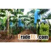 UV-protection nonwoven fabric