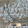 Hot sale snow pure white pumpkin seeds in shell with high quality