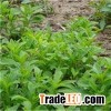 Stevia Sweetener Steviaside STV-95-95