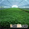 Stevia Sweetener Rebaudioside RA-90-40