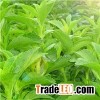 Stevia Sweetener Glycol Enzyme GE- 95-60