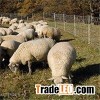 Durable Cost Effective Fiberglass Step In Posts And T Posts For Electric Fence
