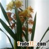 Durable Maintenance Fiberglass Support Stakes For Garden Flower And Other Plants Sticks
